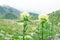 Thistle on a high-altitude pasture