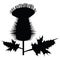 Thistle icon. Cirsium thistle sign. Flower milk symbol. Scotland plant logo. flat style