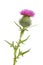 thistle isolated pictures