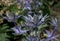 The thistle-like flowers and buds of Eryngium bourgatii Picos Blue close up