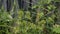 Thistle Like Plant Afternoon Light Tennessee Foliage