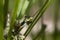 Thistle mantis, Blepharopsis mendica within a garden in cyprus during may at night and day.