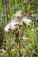 Thistle in the meadow close up