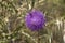 Thistle on Nature Reserve at Skala Kalloni Lesvos Greece