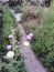 Thistle near the path