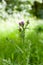 A thistle plant in the field, Onopordum Acanthium