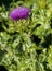 Thistle plant flower