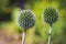 Thistle plant in garden