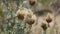 A thistle plant going to seed