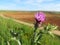 Thistle plant natural peak purple flower field