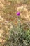 Thistle. Plant. Steppes. Kalmykia. Russia