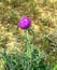 Thistle. Plant. Steppes. Kalmykia. Russia