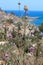 Thistle plant and stone in front of sea