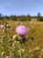 Thistle. plants .field . Violet. Time.