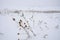 Thistle plants in a snowy field