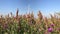 Thistle plants on wind and windmill turbine tower