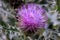 Thistle-prickly beauty with a modest lilac Corolla has such a fighting character that even devils