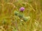 Thistle purple flower