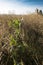 Thistle in the ripening field of the