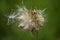 thistle seeds dispersing to the wind