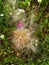 Thistle seeds floating.  Fluff. Seeds.