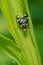 Thistle Stem Gall Fly - Urophora cardui