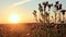 Thistle in a summer field at sunset