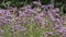 Thistle and thorn in the night of a summer solstice in England