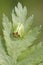 Thistle tortoise beetle