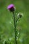 thistle with two flowers in different stages