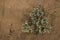 Thistle type plant in sand soil