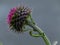 Thistle weed - flower