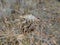 Thistle Weed, Musk Carduus nutans or Scotch Onopordum, acanthium in the fall, withered and dry, dead, Close up, Macro view, in