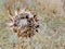 Thistle Weed, Musk Carduus nutans or Scotch Onopordum, acanthium in the fall, withered and dry, dead, Close up, Macro view, in