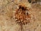 Thistle weed onopordum acanthium withered and dried