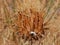 Thistle weed onopordum acanthium withered and dried