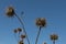 Thistles against a blue sky