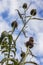 Thistles against the blue sky