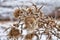 Thistles bristling with thorns, Dry winter plants