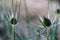 Thistles close-up