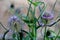 Thistles close-up