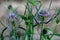 Thistles close-up