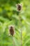 Thistles Gone to Seeds â€“ Cirsium Vulgare