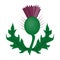 Thistles with leaves.Medicinal plant of Scotland.Scotland single icon in cartoon style vector symbol stock