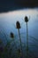 Thistles and long grass silhouetted against the reflections of the twilight sky on the shores of a lake.