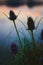 Thistles and long grass silhouetted against the reflections of the twilight sky on the shores of a lake.