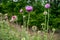 Thistles purple flowering closeup