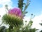 Thistles Thorny wildflower