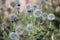 Thistly echinops plant in summer