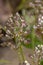 thlaspi perfoliatum flower